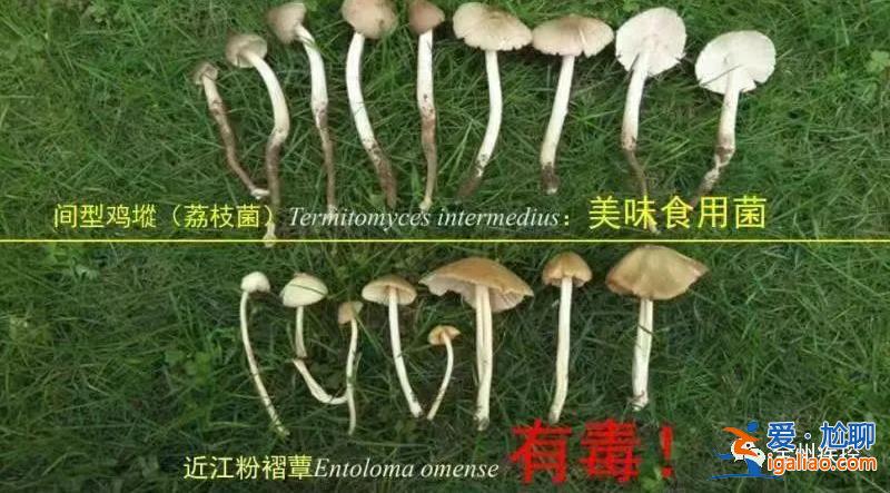 属实 有的蘑菇很毒？